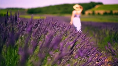 Beautiful back view of lavender