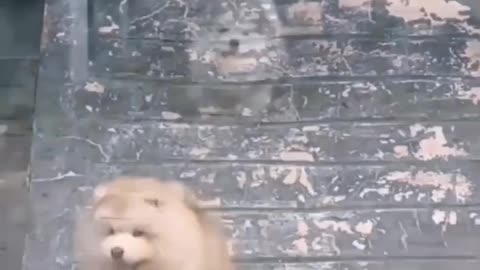 cute dog playing