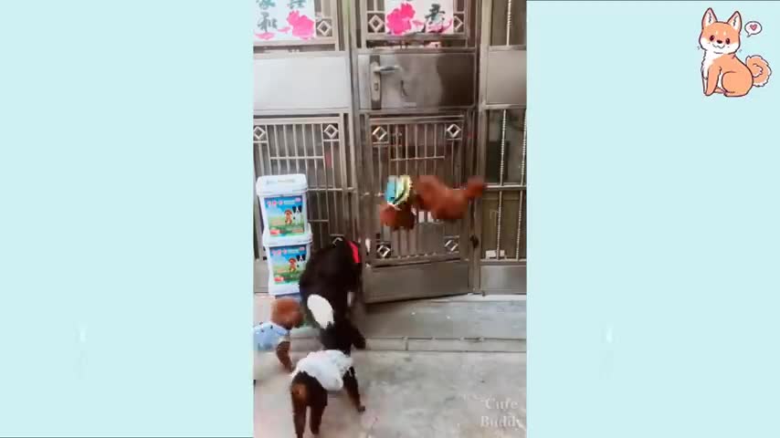 You will laugh at all the DOGS 🤣🤣 Funny DOG Videos 😂🐕