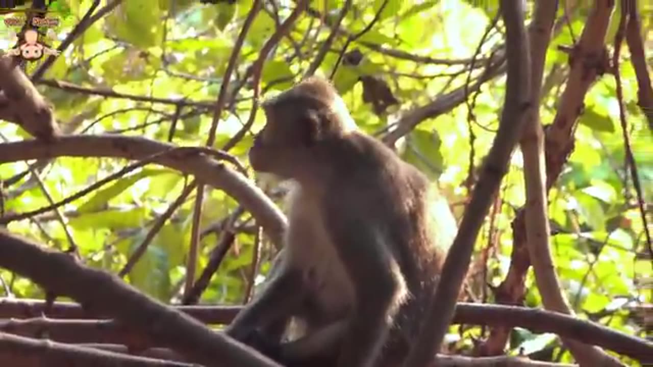 4K Quality Animal Footage - Monkeys Beautiful Scenes Episode 17 _ Viral Monkey