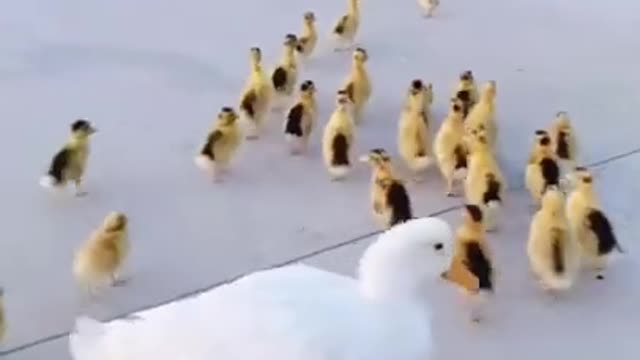 OMG |😲 THESE DOGS ARE SO 🐶 Ultimate Baby Dog |🐕SMART AND FUNNY ||🤣Funny Dog Videos 2021🤣 🐶|