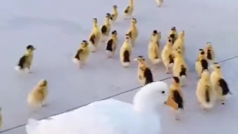 OMG |😲 THESE DOGS ARE SO 🐶 Ultimate Baby Dog |🐕SMART AND FUNNY ||🤣Funny Dog Videos 2021🤣 🐶|