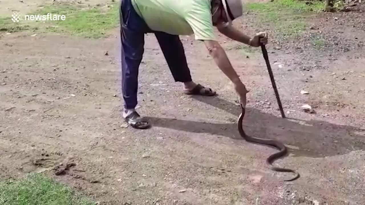 Venomous cobra hiding under cupboard is removed from resident's home in India