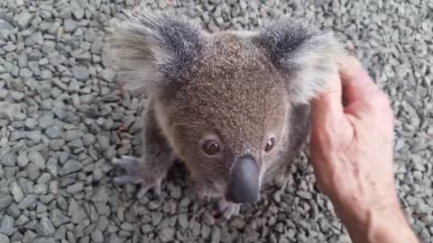 Koala baby rescue-17