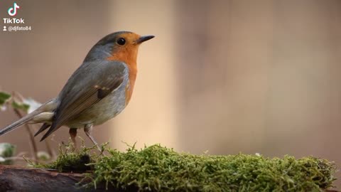 Nature with bird view