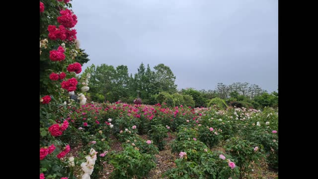 Rose Park