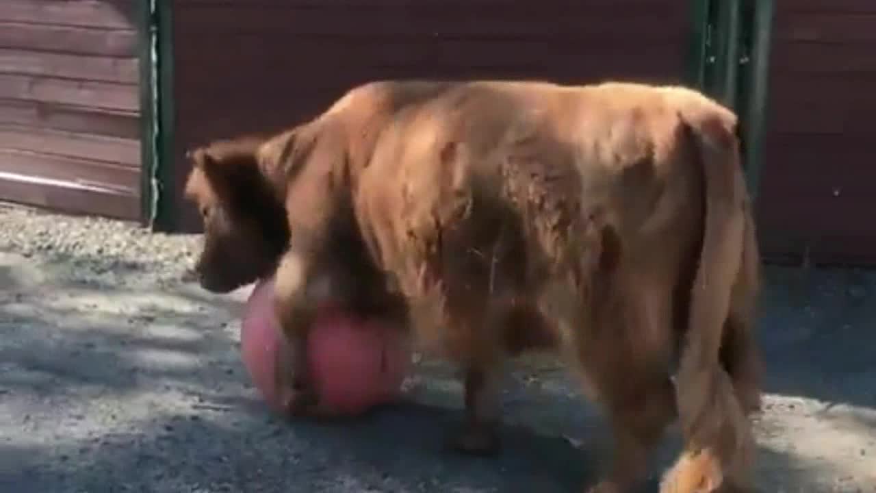 A Cow Kicks The Ball And Walks Beside it