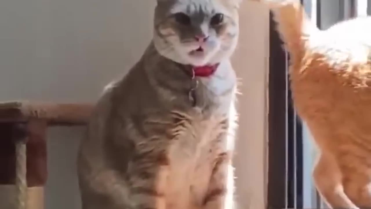 Cute crazy cat