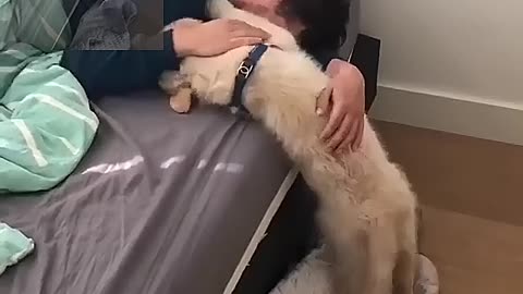 A dog that wakes its master