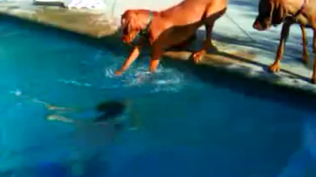 Dog Freaks Out When Owner Dives Underwater