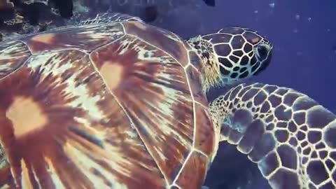 Video for Animal Lovers