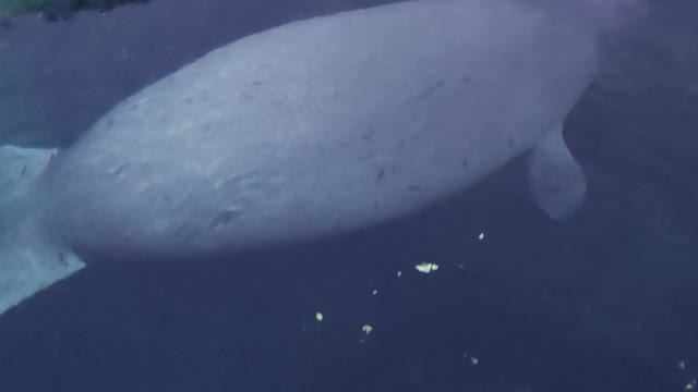 Manatee Swims