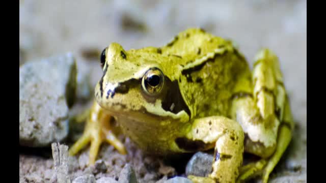 Frog sounds 6 hours