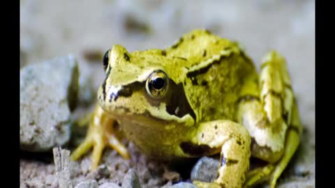 Frog sounds 6 hours