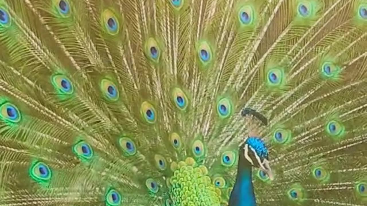 Beauty of peacock 🦚