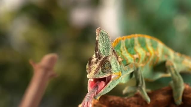 Chameleon catching prey- Beautiful slow motion footage.