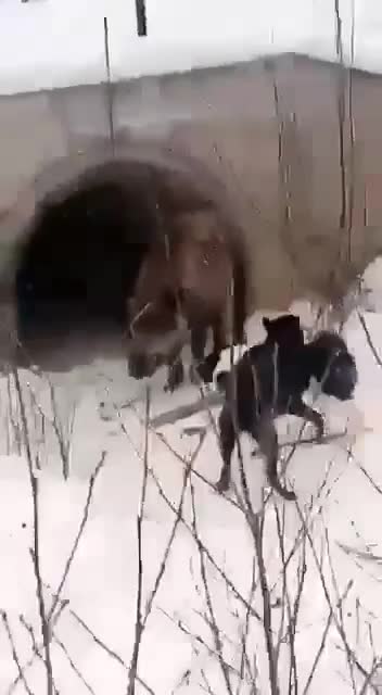 Wild boar against a pack of dogs.