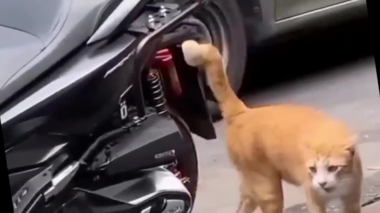 Cute Funny Cats Viral Random Clips😹__ #funny Cute Cats #shorts Video😂__ #trending #animals #reels