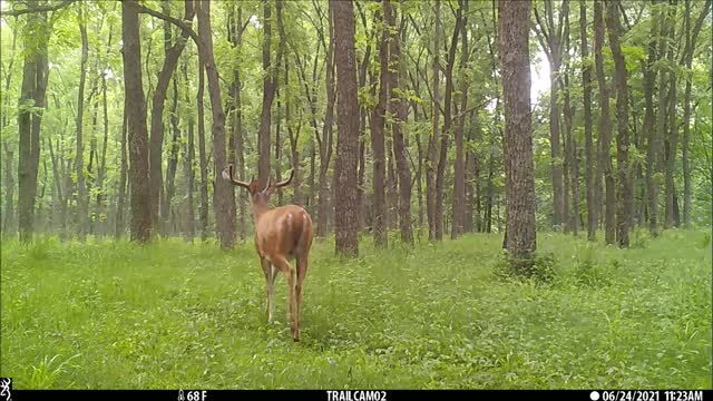 Buck in walnut field