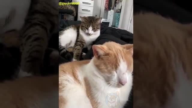 funniest cat meme which will make you die laughing!!!