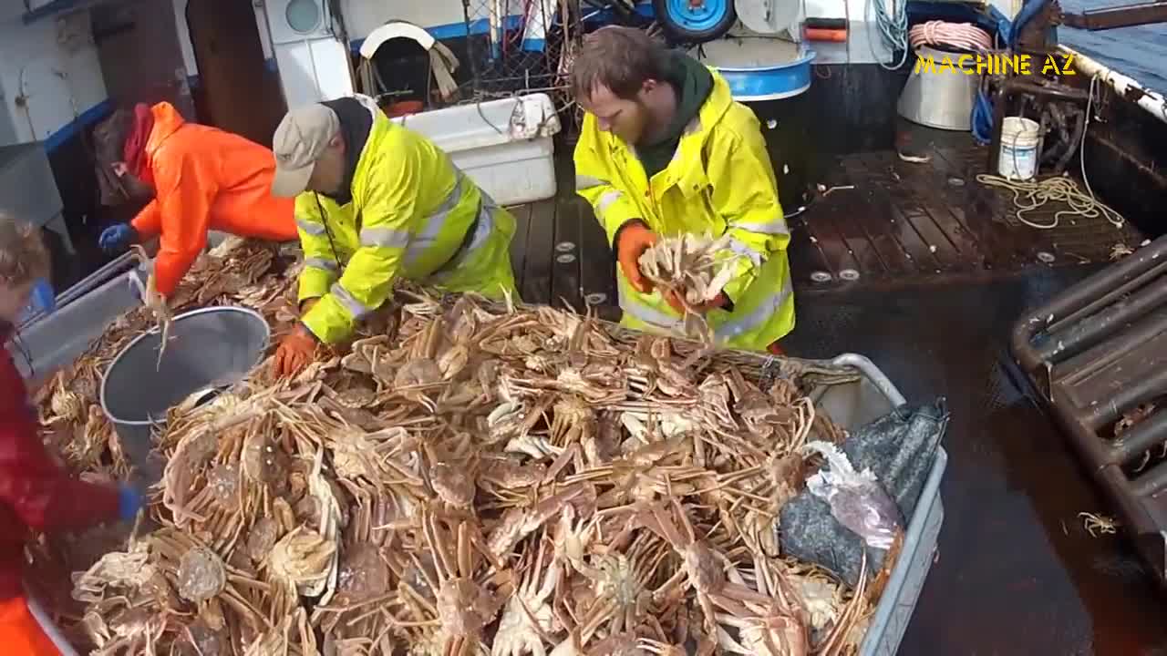 Wonderful Snow Crab Catch By Sea Big Crab Trap Which Is Caught From Deep Sea