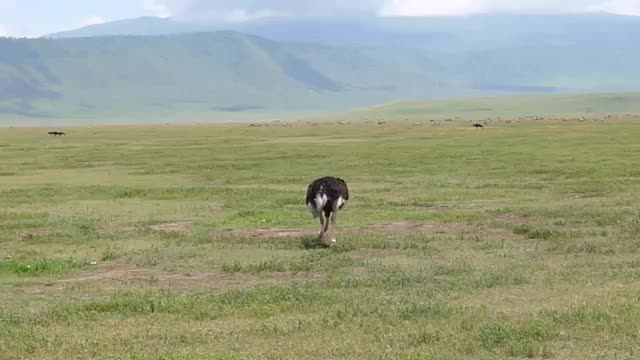 Ostrich at close range