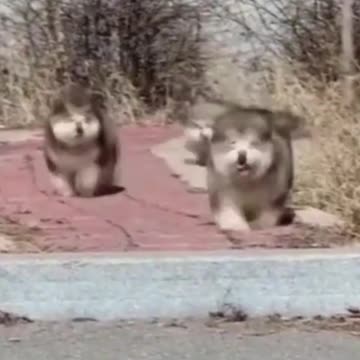 PETS NEVER LIE ABOUT LOVE-31 #shorts