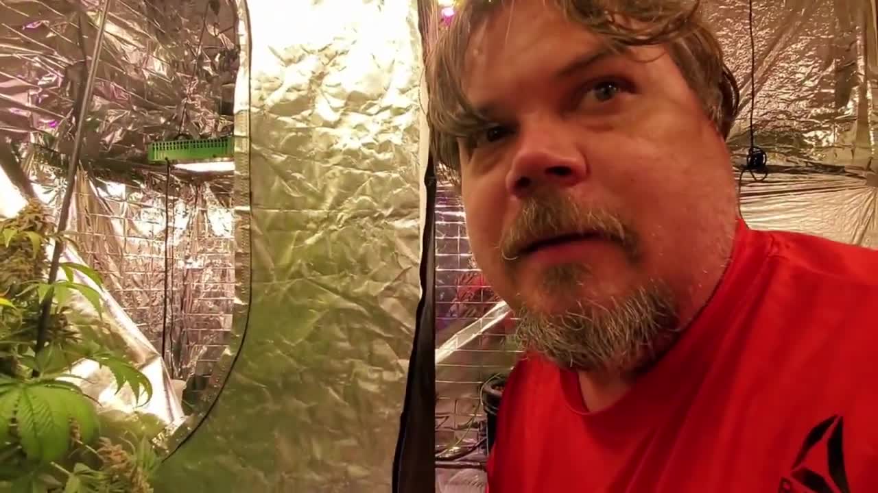 How to make Marijuana buds turn purple