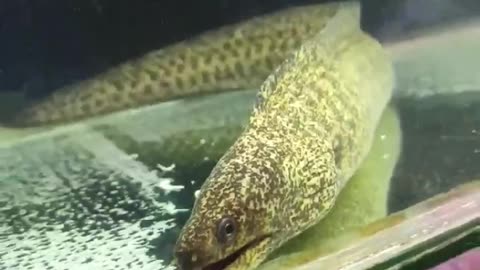 Scary Eel Fish | Sharp tooth 🐟 😲🐟 #shorts