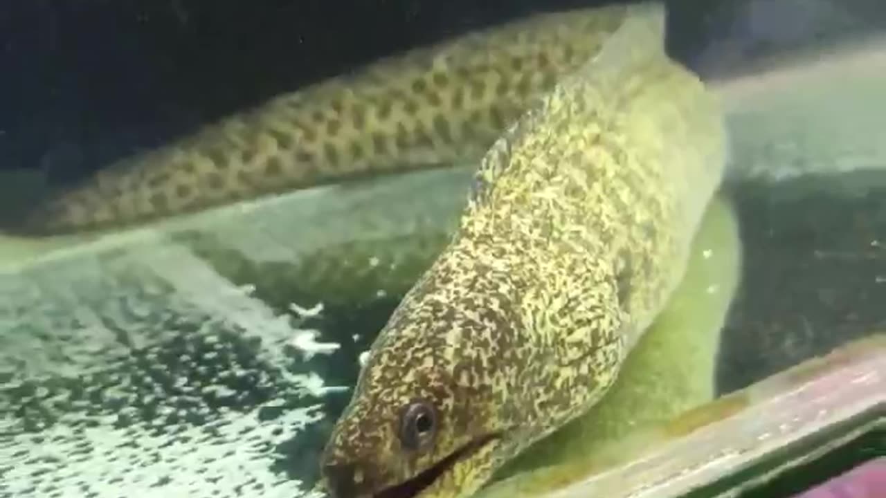 Scary Eel Fish | Sharp tooth 🐟 😲🐟 #shorts