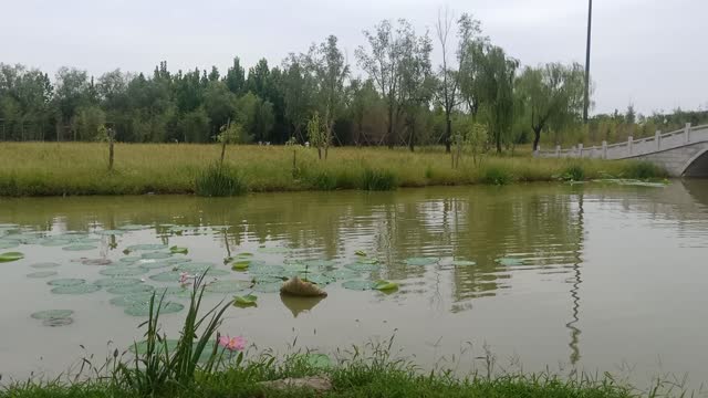 There are dense trees across the river.