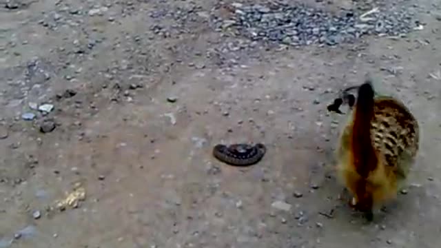 The meerkat annoys the Snake