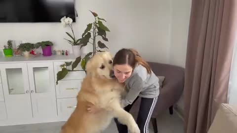 Golden Retriever and His Mom Playing Hide and Seek