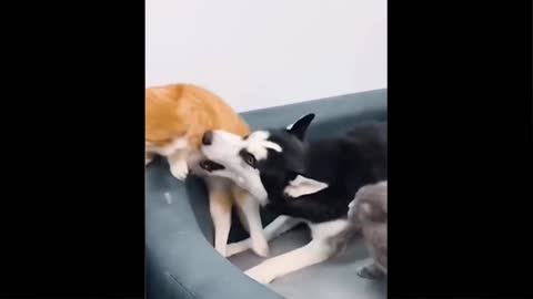 best of funniest cats and dogs