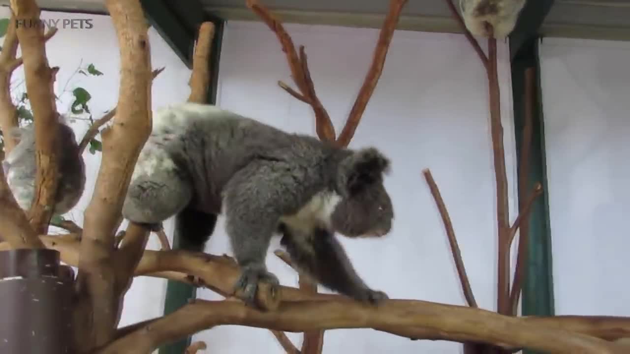 Cute Koalas Playing 🐨 Funny Koala Bears [Funny Pets]