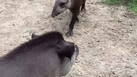 tapir