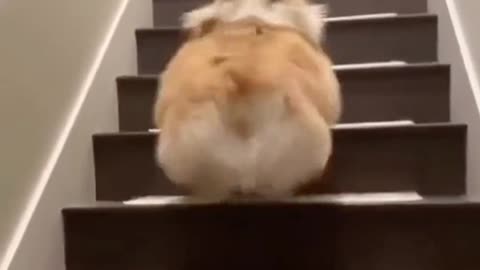 Funny animals videos