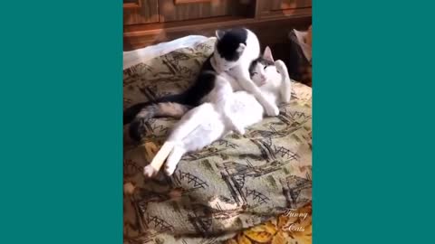 Cute and Baby Cats Videos Compilation new