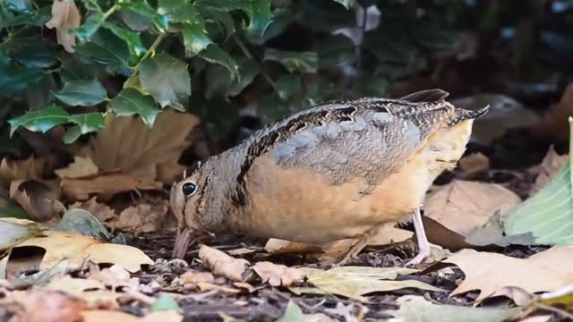 Hill Sandpiper