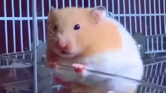 Pair this guinea pig with a piece of music