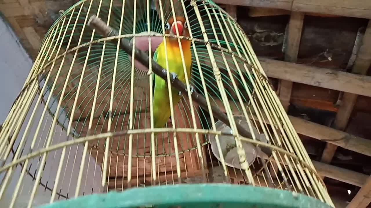 birds don't want to sing #7