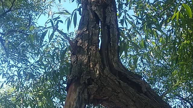 Rock stacking on a branch