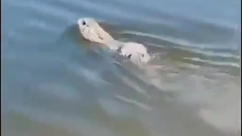 Did You Know Rabbits Can Swim