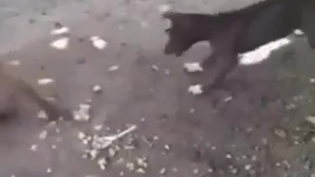 Monkey slaps dog funny video