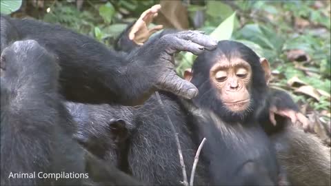 Funny Animals Monkeys 2021