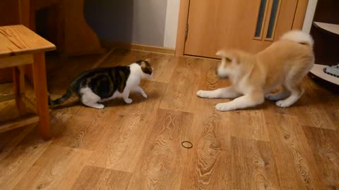 FUNNY ANIMAlS : Cute dog and cat fight