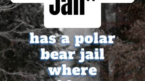 🐻‍❄️❄️⛄ POLAR BEARS GO TO JAIL? 🐻‍❄️❄️⛄