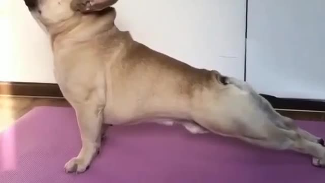 Funny Animals Try Not To Laugh