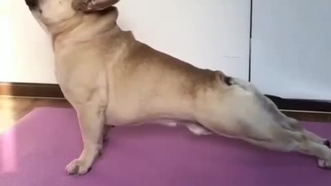 Funny Animals Try Not To Laugh