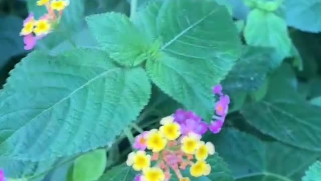 Do you know the name of this flower?